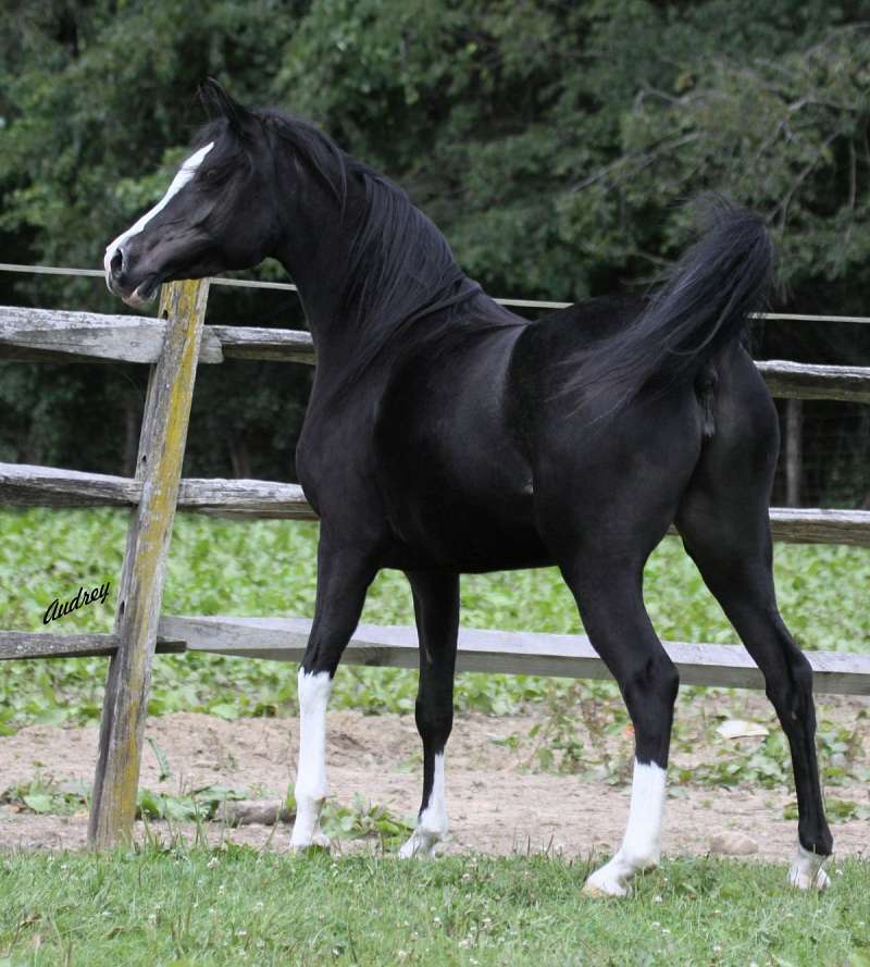Black Horses For Sale