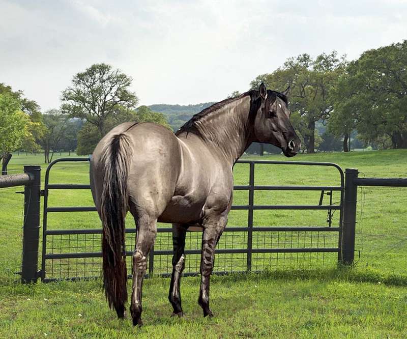 Grulla Horses for Sale