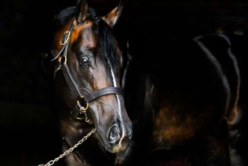 Quarter Horse for Sale in Ohio