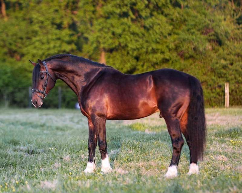 Irish Draught Horses for Sale in Tennessee