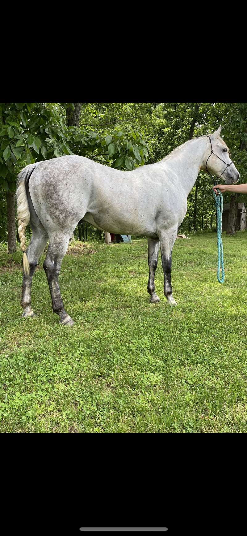 Horses for Sale in Illinois