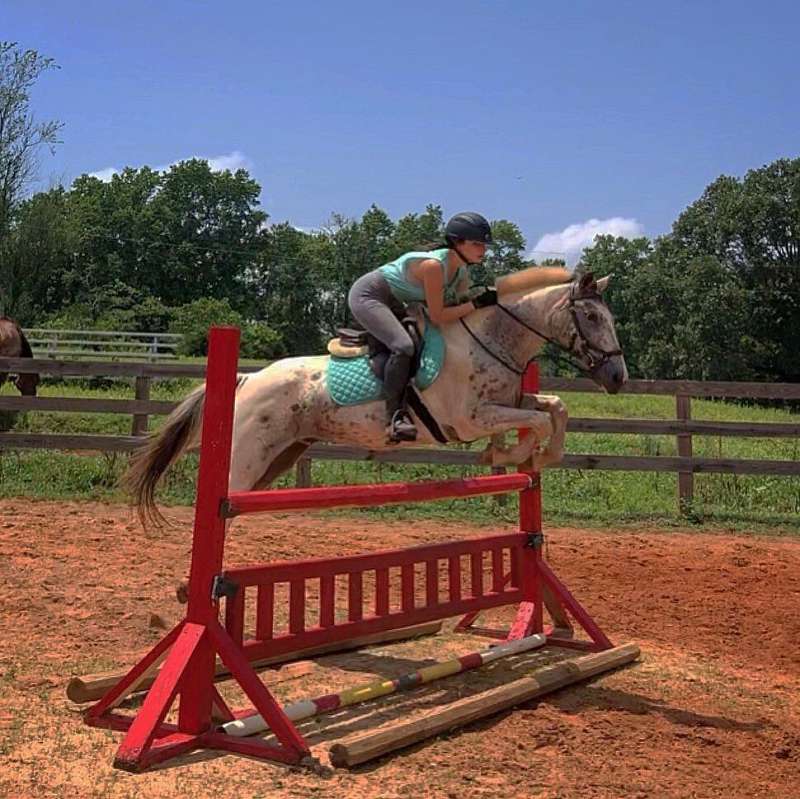 Hunter Jumper Horses for Sale in