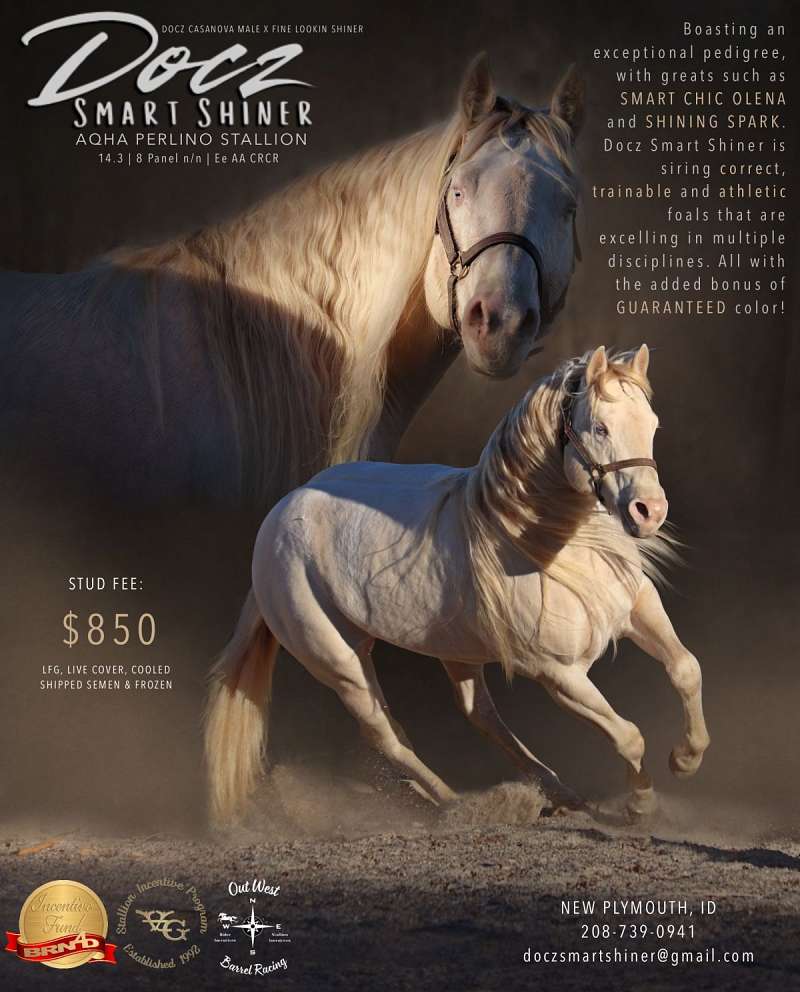 Roping Horses for Sale in Idaho