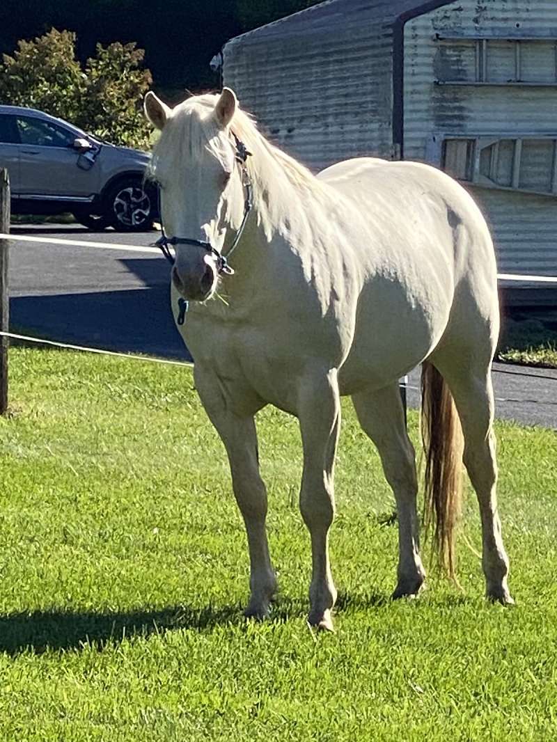 Appaloosa Horses for Sale in Maryland