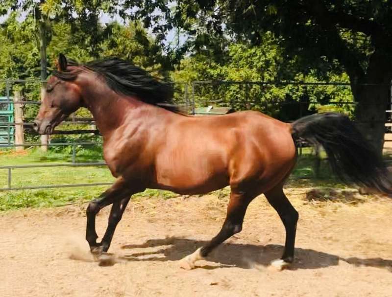 Arabian Endurance Horses for Sale