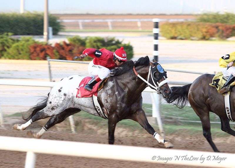 Appaloosa Horses for Sale in Oklahoma