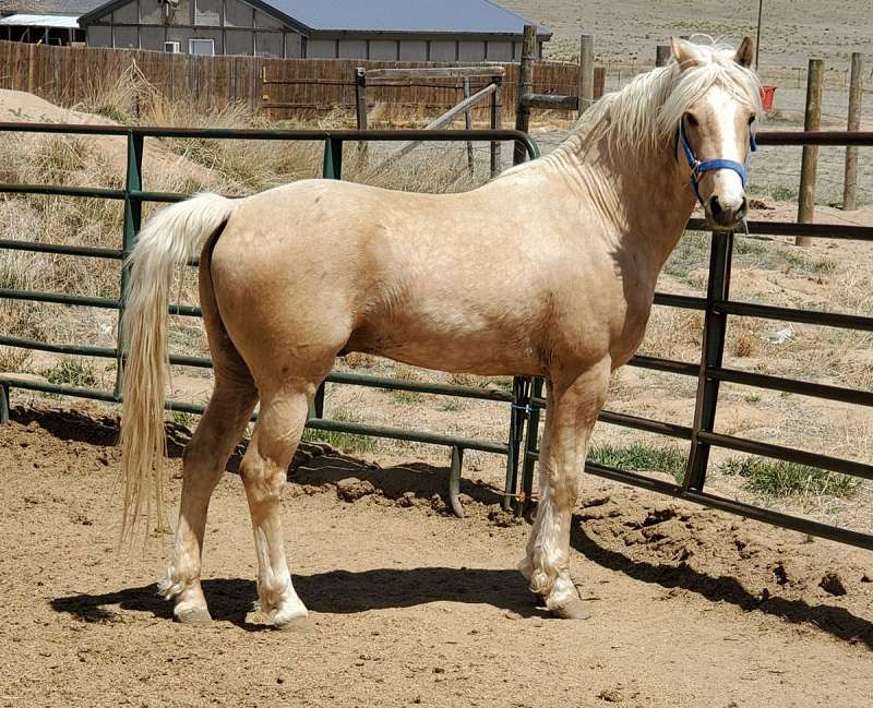 Palomino Horses for Sale in Colorado