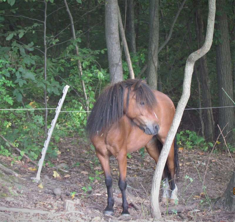 Miniature Horses for Sale in Michigan