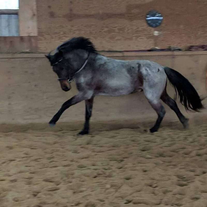 Ponies for Sale in Ontario