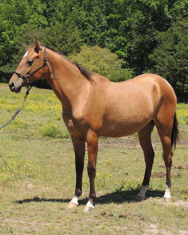 Akhal Teke Horses for Sale