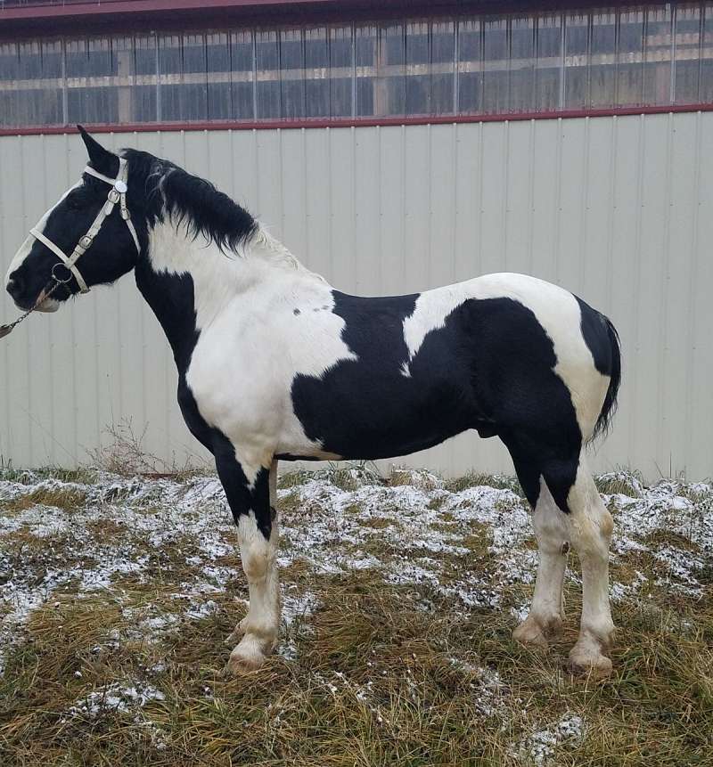 EquineNow Horses for Sale