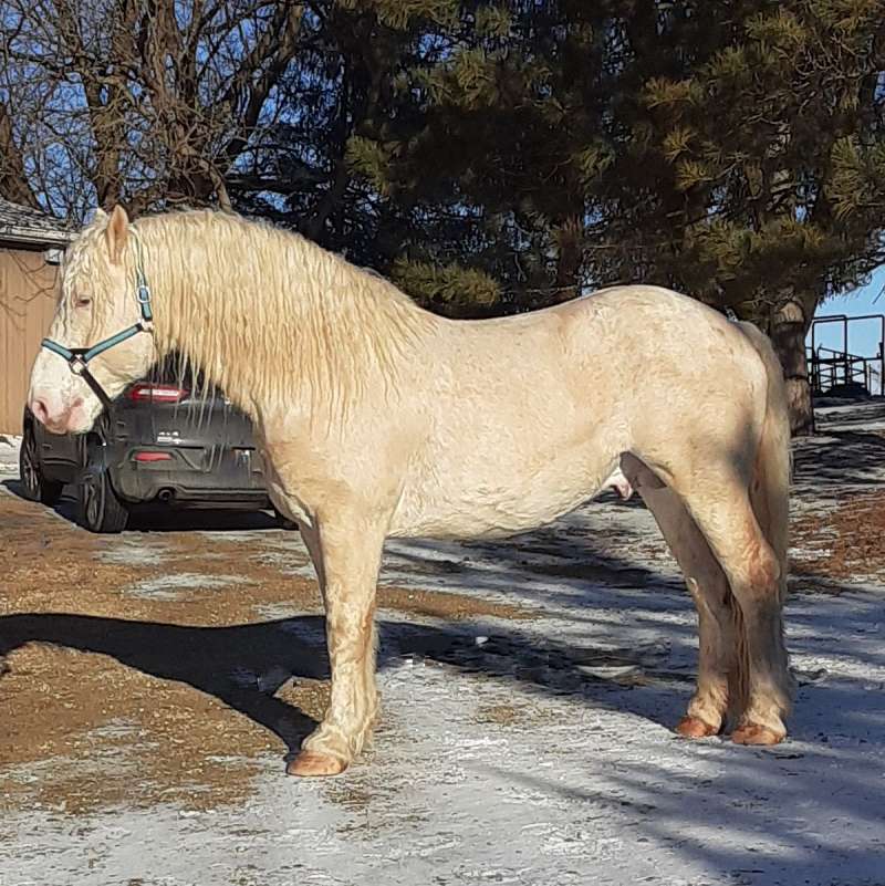 American Cream Horses for Sale