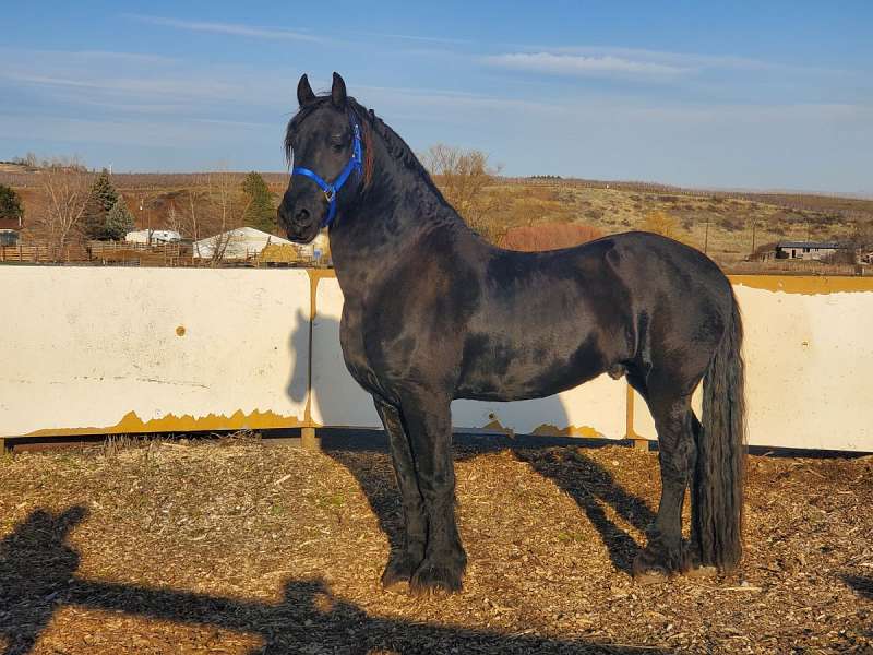 Friesian Horses for Sale by State