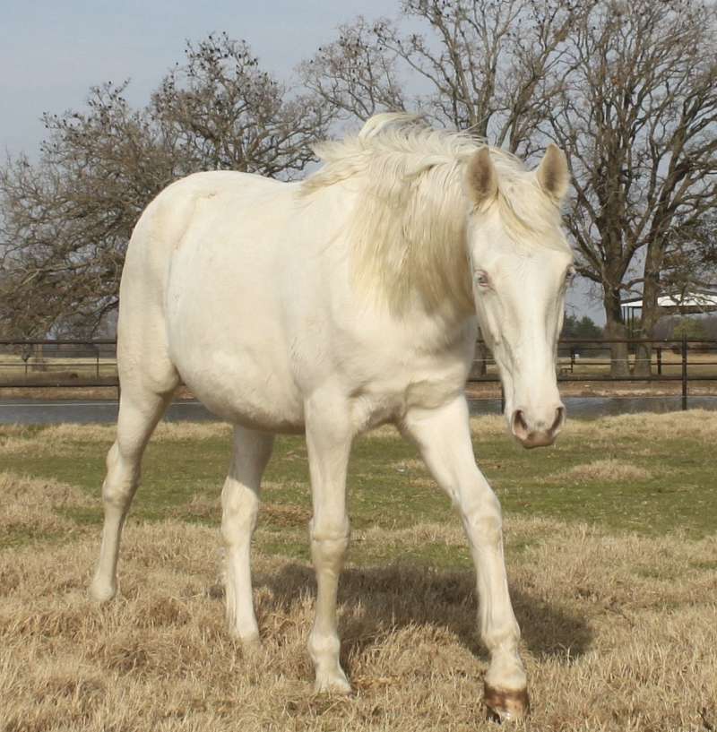 Gaited Horses for Sale in Texas