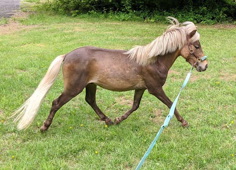 Miniature Horses for Sale by State