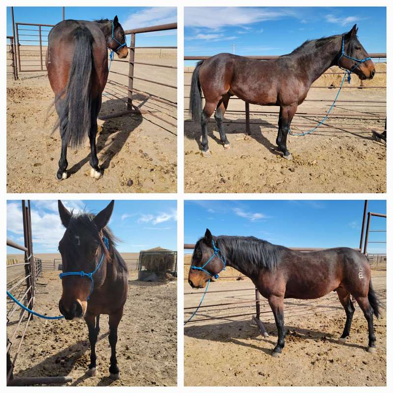 Horses for Sale in Kansas