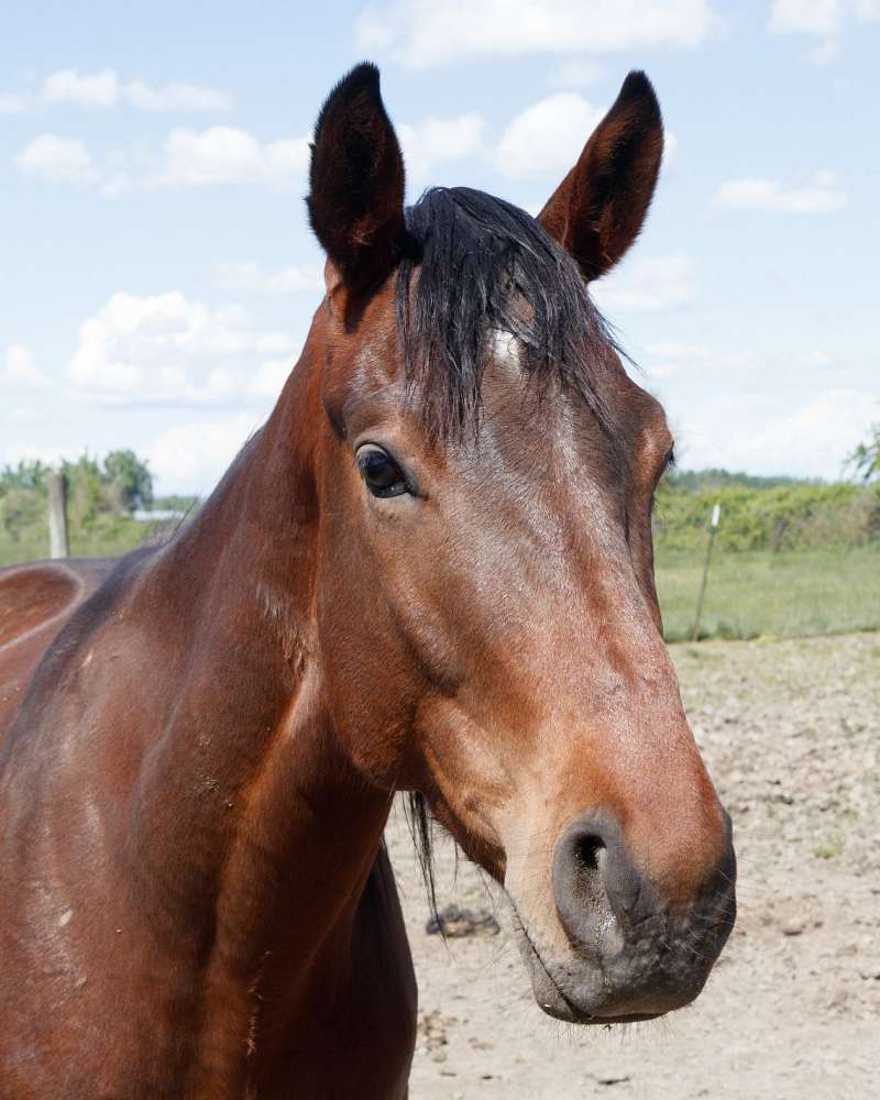 Hunter Horses for Sale