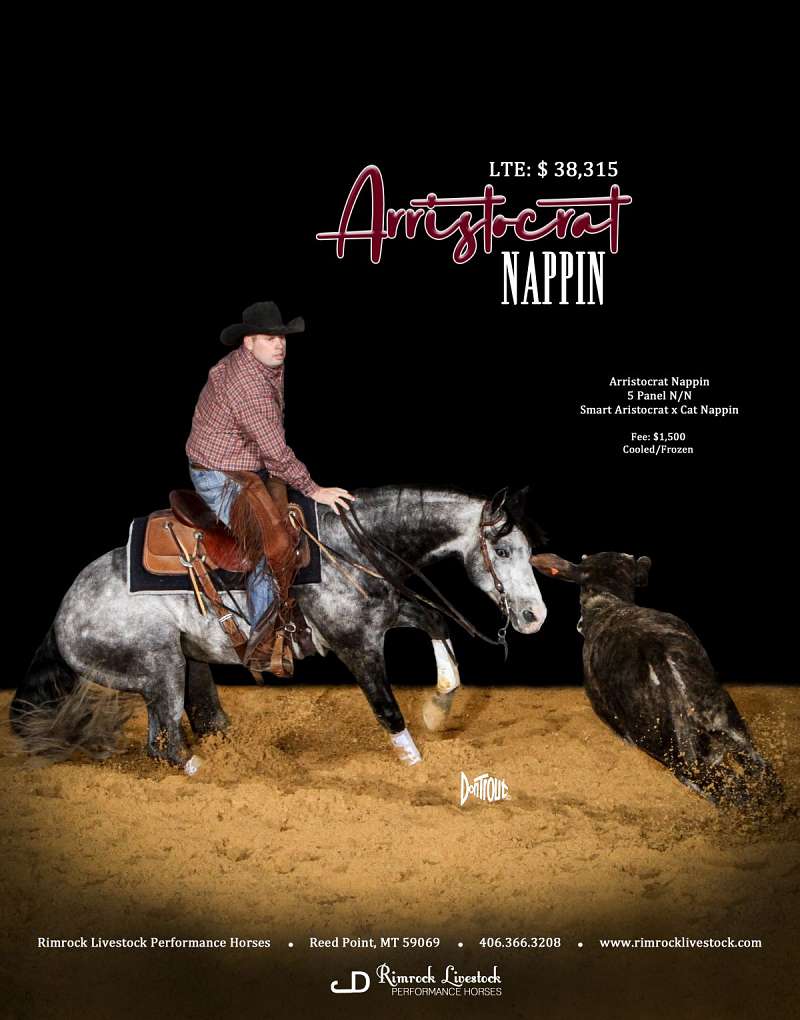 Quarter Horse for Sale in Montana