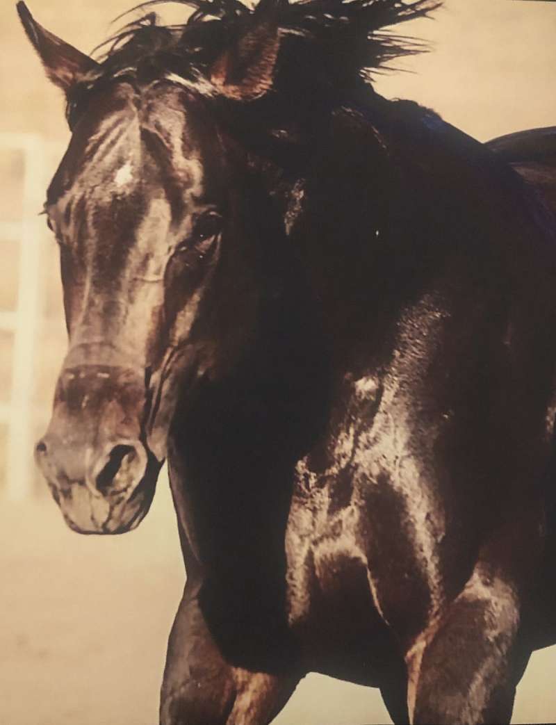 Thoroughbred Stallion for Sale
