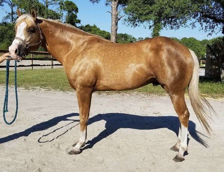 Palomino Horses for Sale