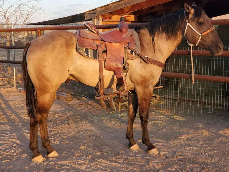 New Mexico Horses for Sale by Breed