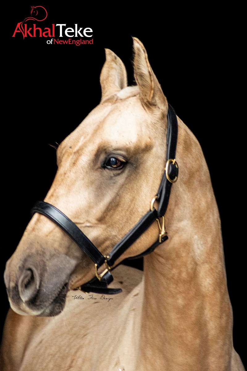 Akhal Teke Horses for Sale