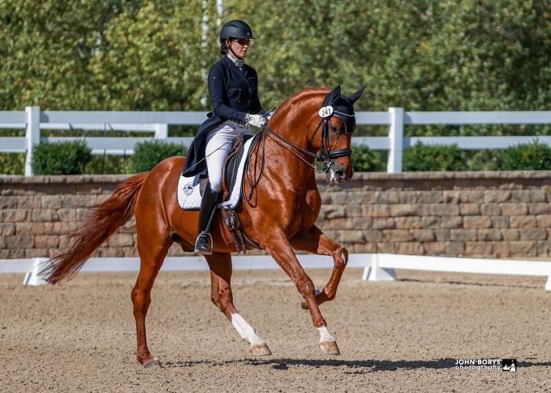Horses in Santa Rosa