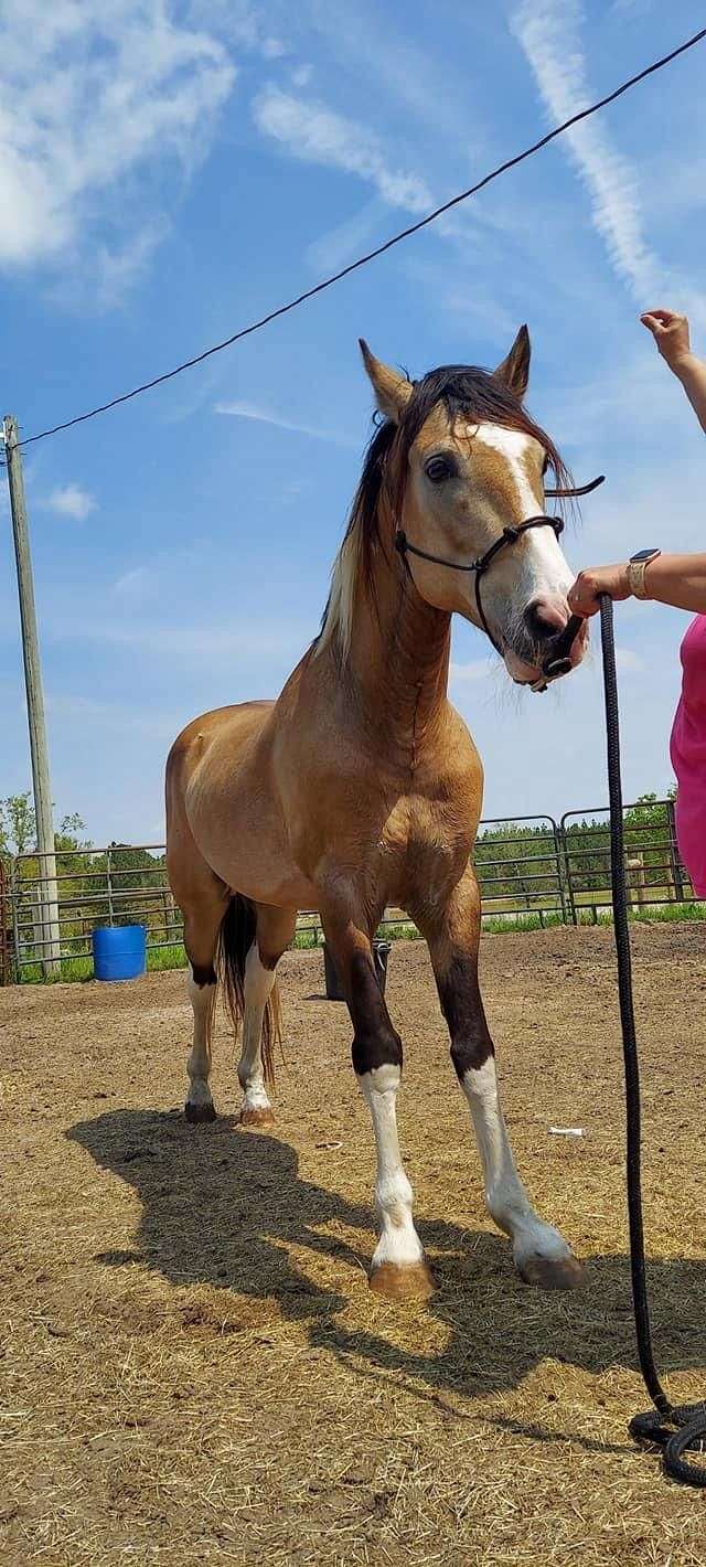 Gaited Buckskin Horses for Sale