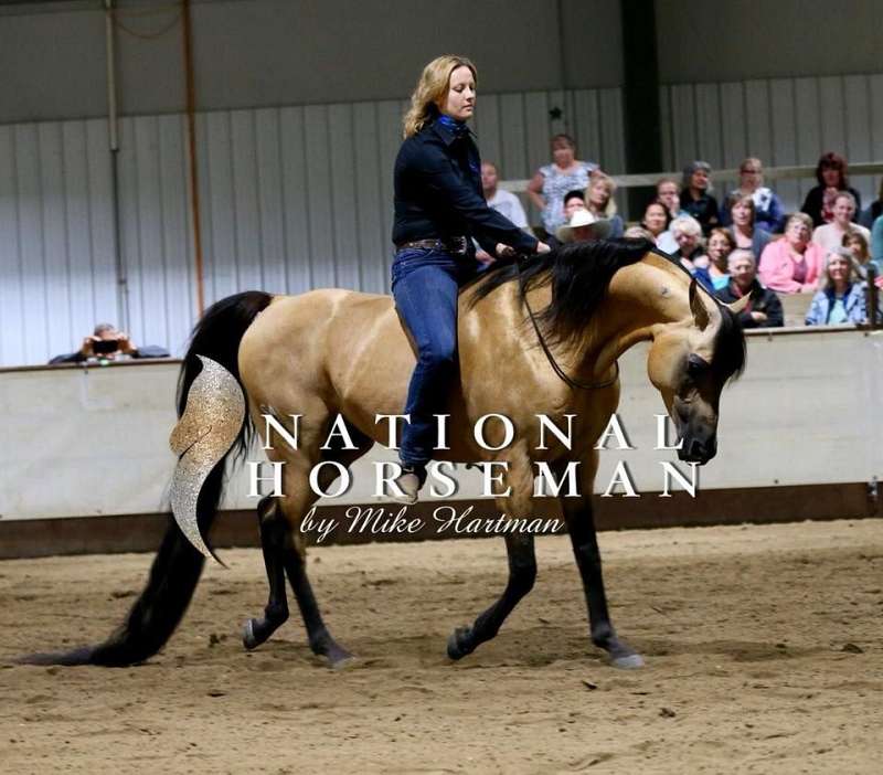 Trick Trained Horses for Sale