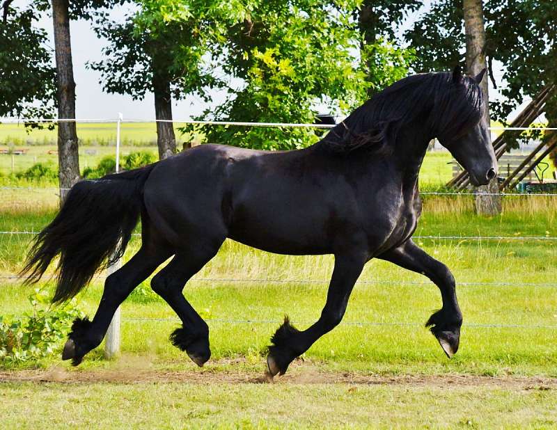 Friesian Horses for Sale in Alberta