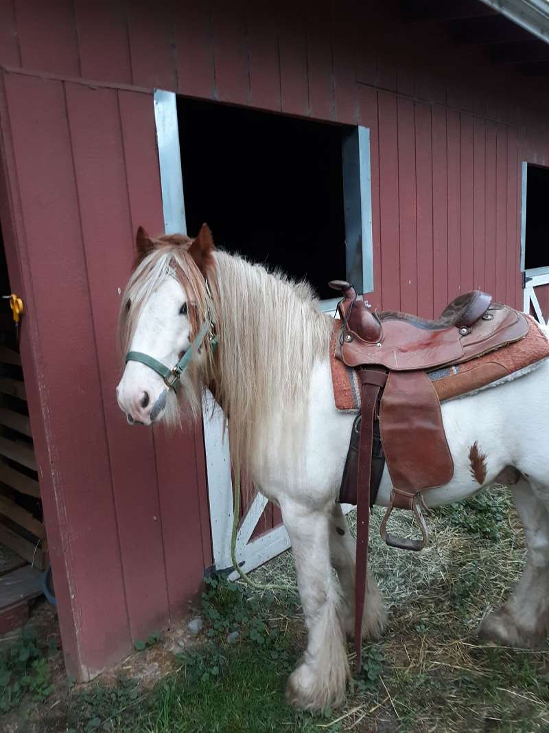 Draft Trail Riding Horses for Sale