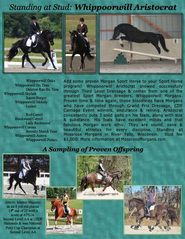 Morgan Horses for Sale in Wisconsin