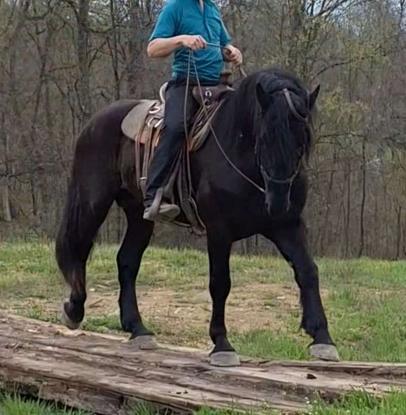 Large Draft Horses Were Bred To