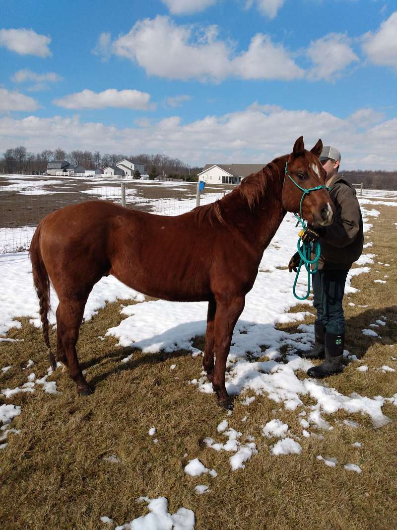 Reining Horses for Sale in Indiana