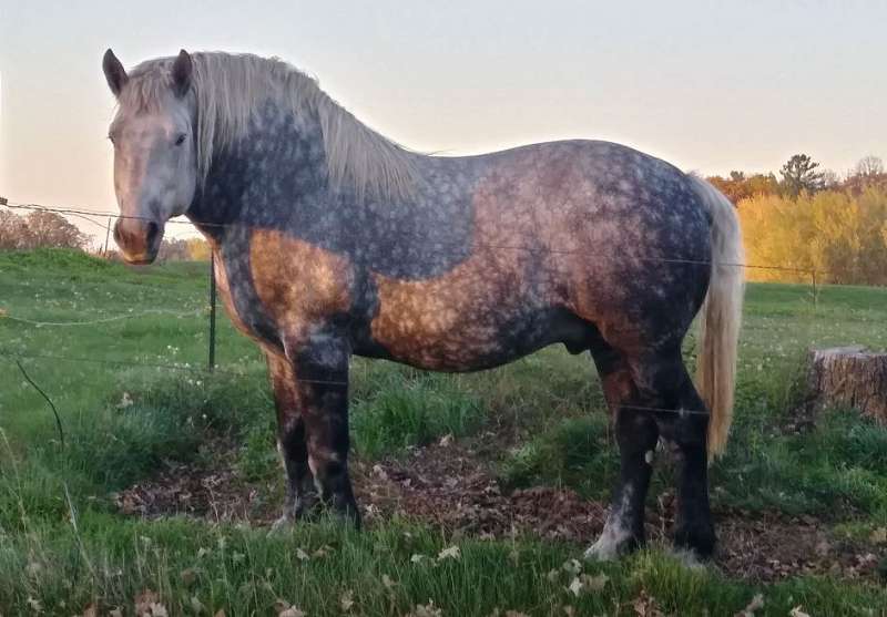 Draft Horses for Sale in Minnesota