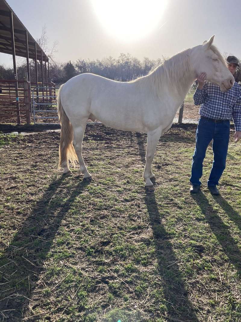 tennessee-walking-horses-for-sale-in-oklahoma