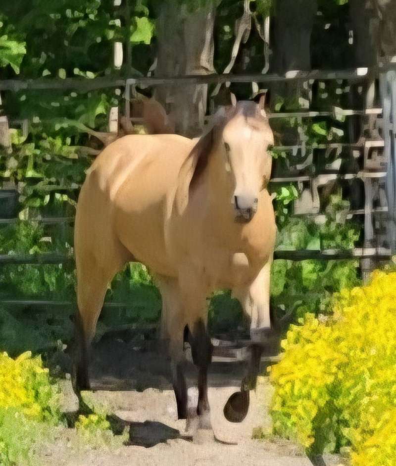 Quarter Horse for Sale in Illinois