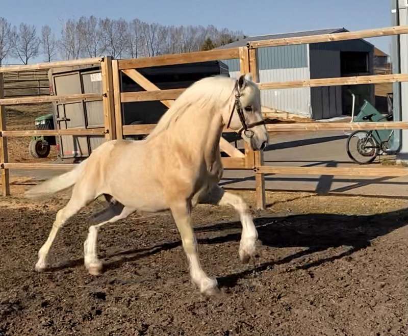 Horses for Sale in Alberta