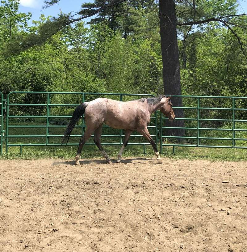 EquineNow Horses for Sale