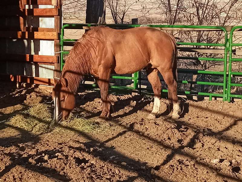 Texas Horses for Sale by Breed