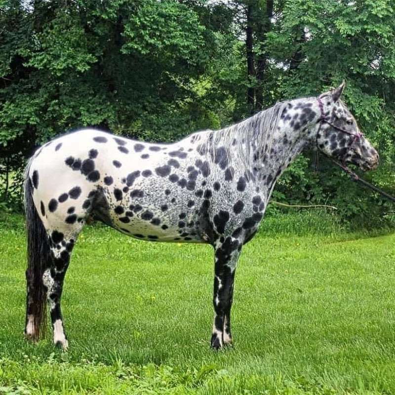 Appaloosa Horses for Sale in Minnesota