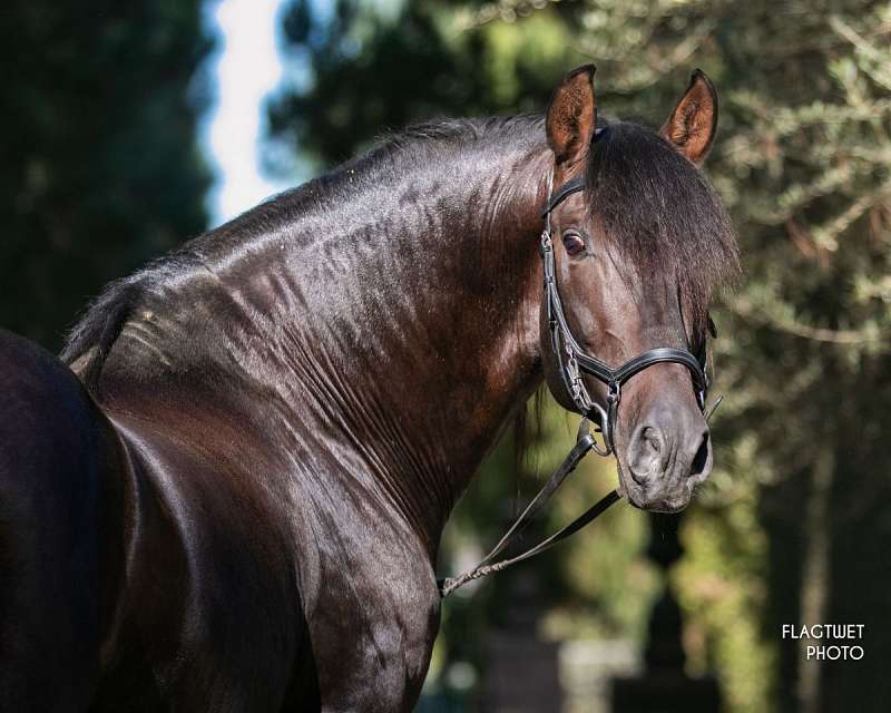 Black Andalusian Horses for Sale