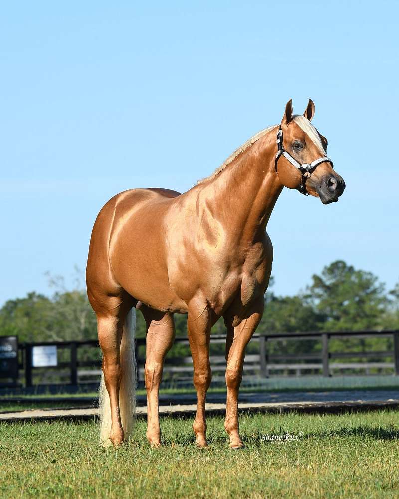 Palomino Quarter Horse for Sale