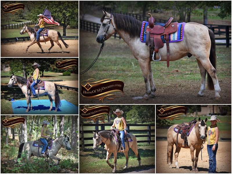 Kid Safe Horses for Sale in California