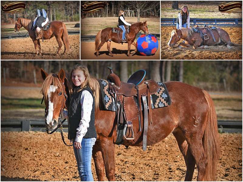 chestnut-kid-safe-horses-for-sale