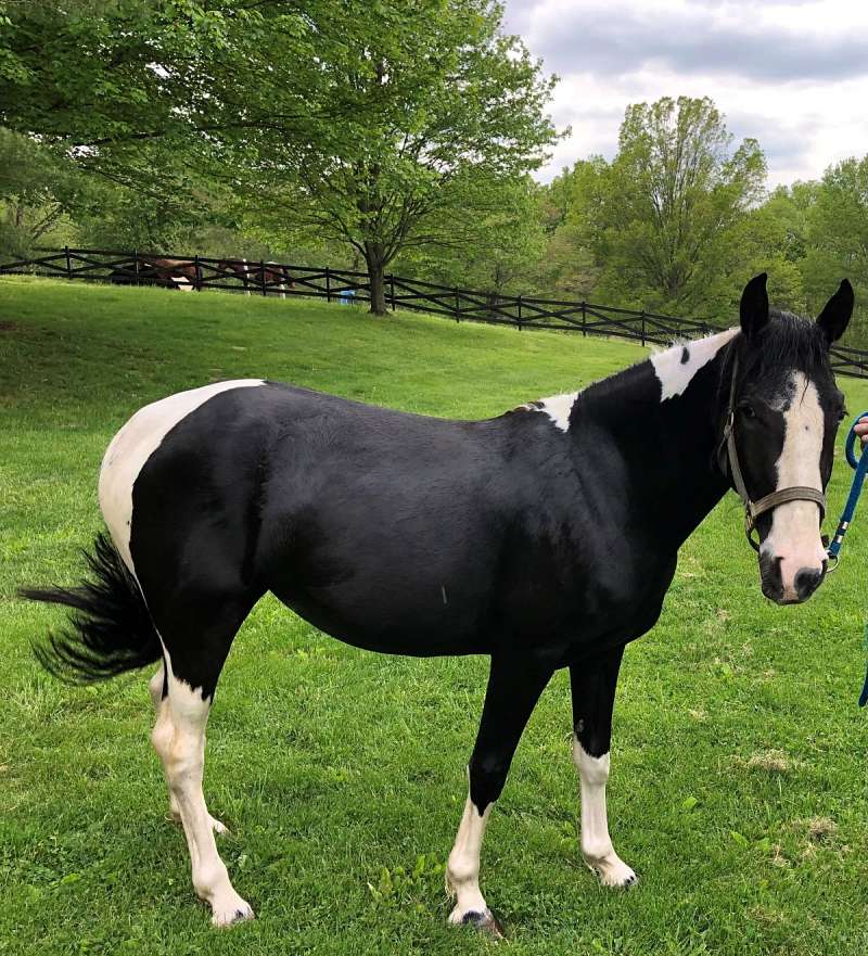 Paint Ponies for Sale in Indiana