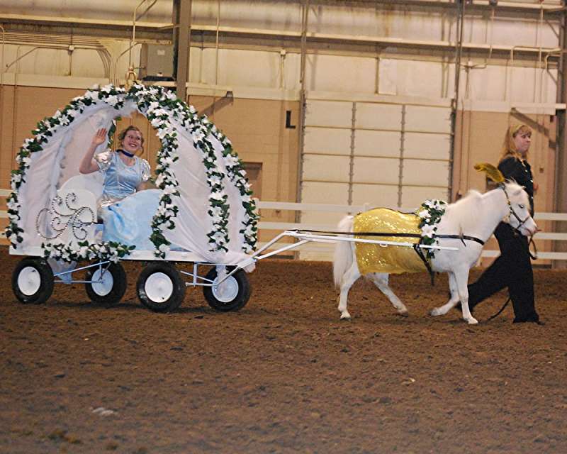 Horses for Sale in Florida