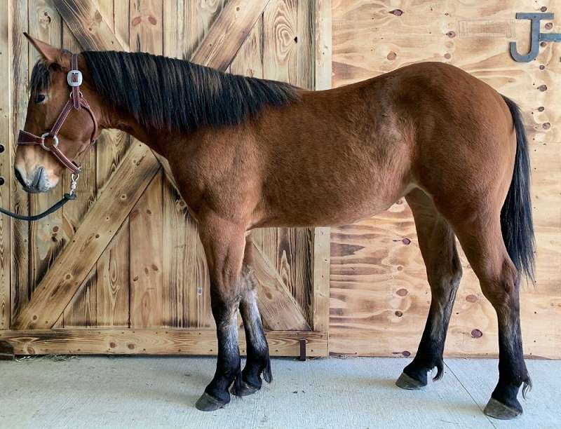 Horses for Sale in Wisconsin