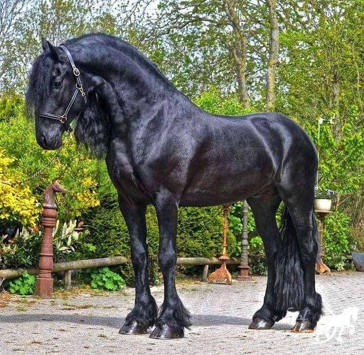 Friesian Horses for Sale in Oregon