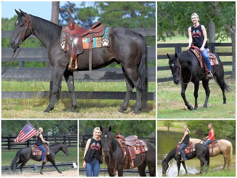 Beginner Horses for Sale in Florida